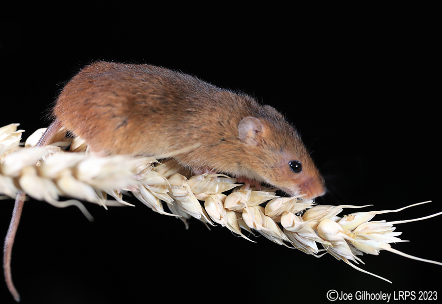 Harvest Mice