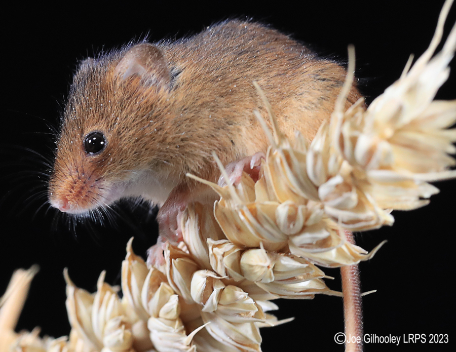 Harvest Mice
