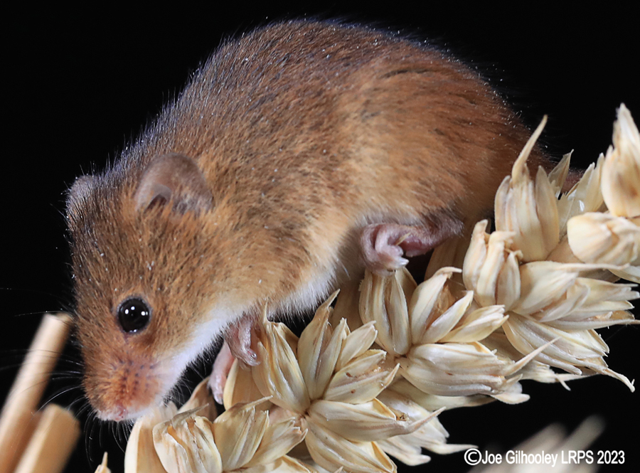 Harvest Mice