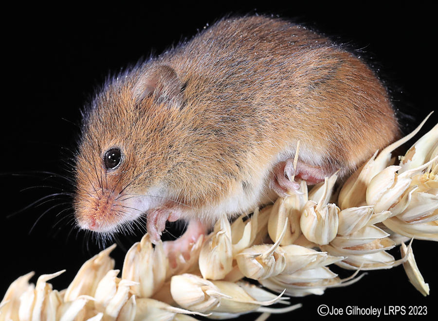 Harvest Mice