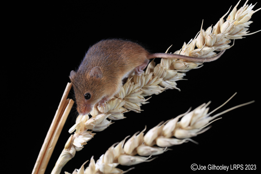 Harvest Mice