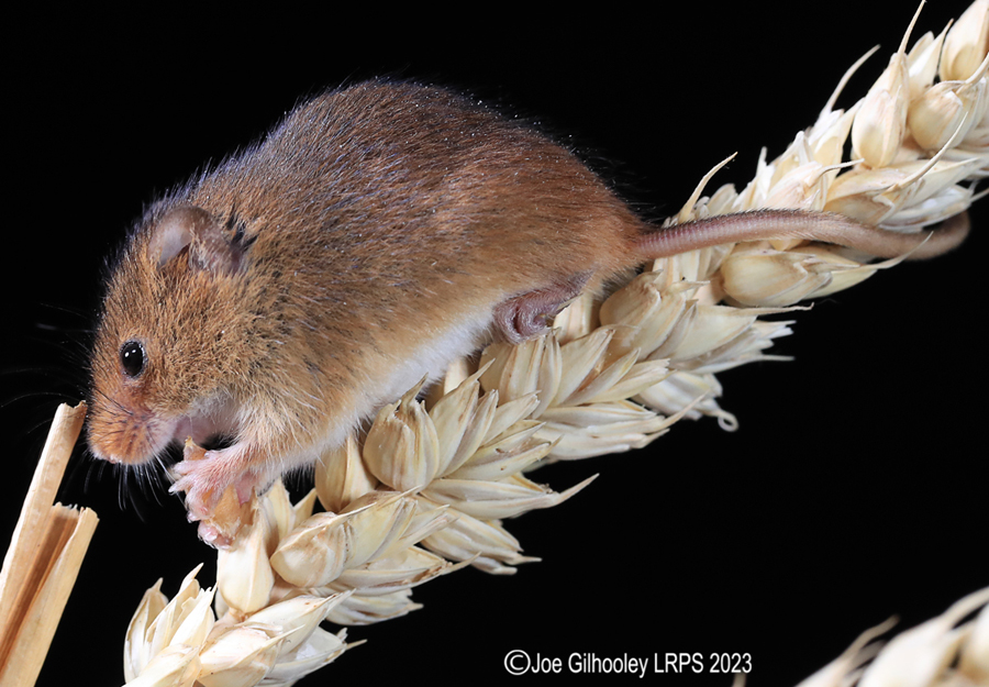 Harvest Mice