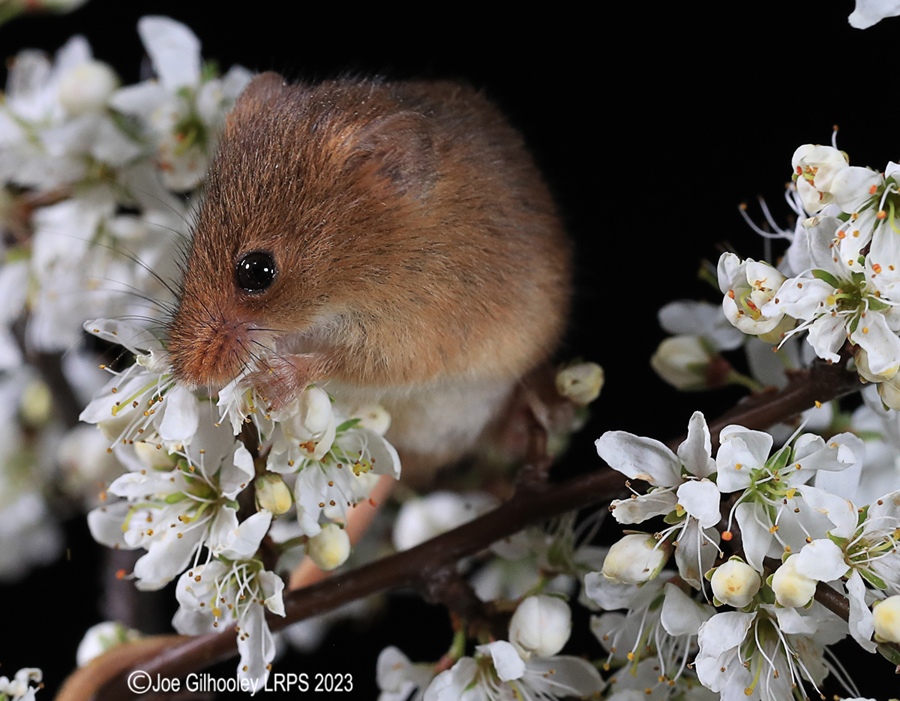 Harvest Mice