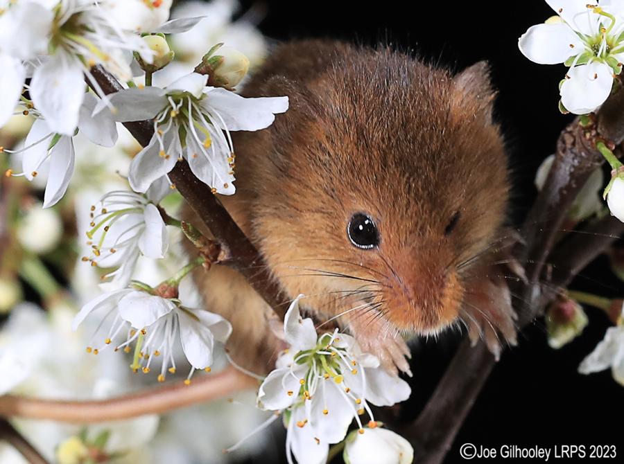 Harvest Mice