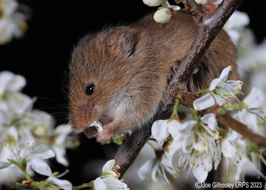 Harvest Mice