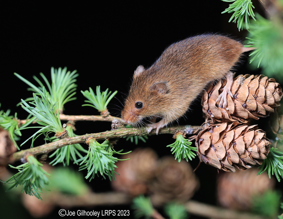 Harvest Mice