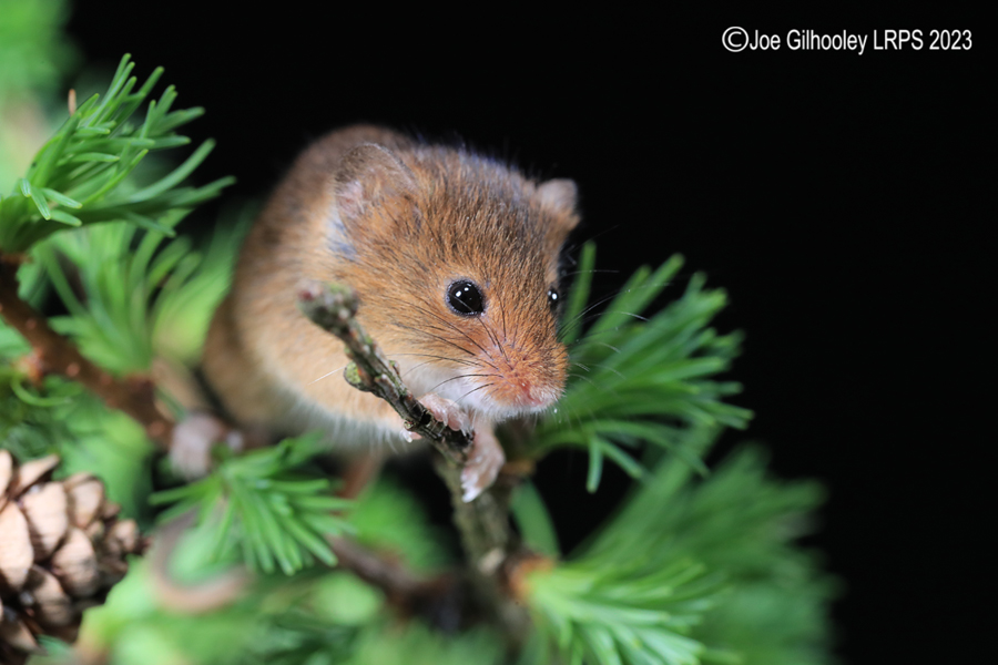 Harvest Mice