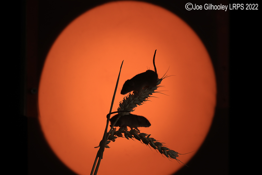 Harvest Mice