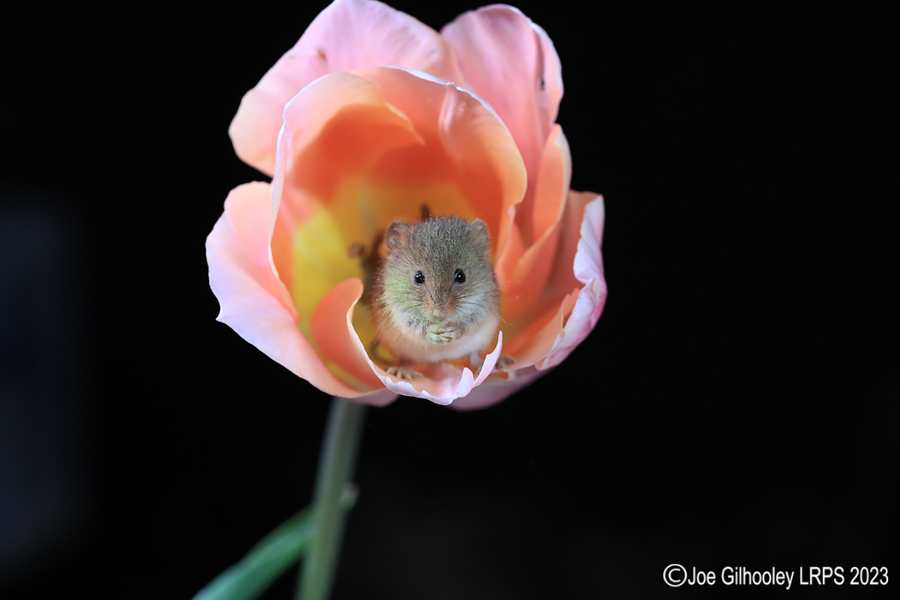 Harvest Mouse in a Tulip Harvest Mouse in a Tulip
