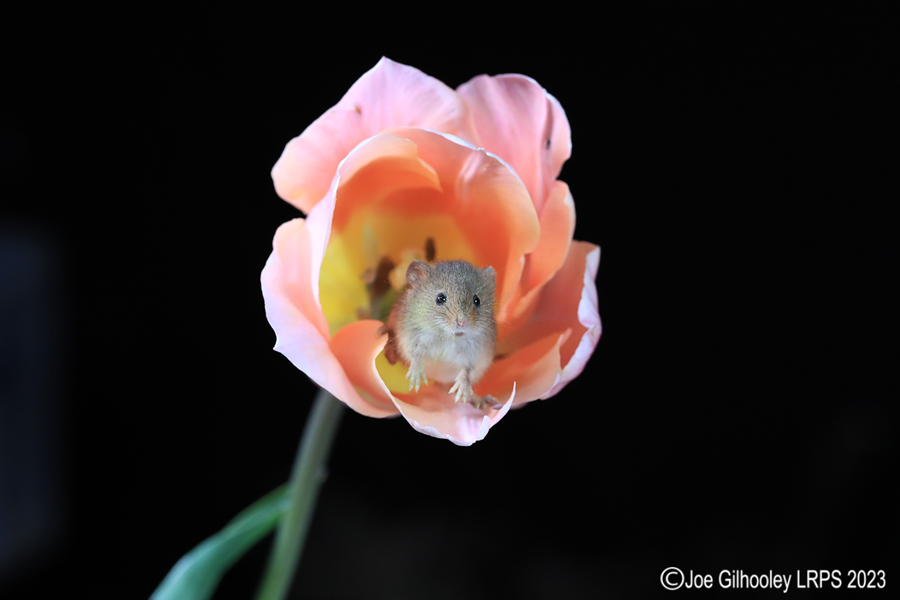 Harvest Mouse in a Tulip Harvest Mouse in a Tulip