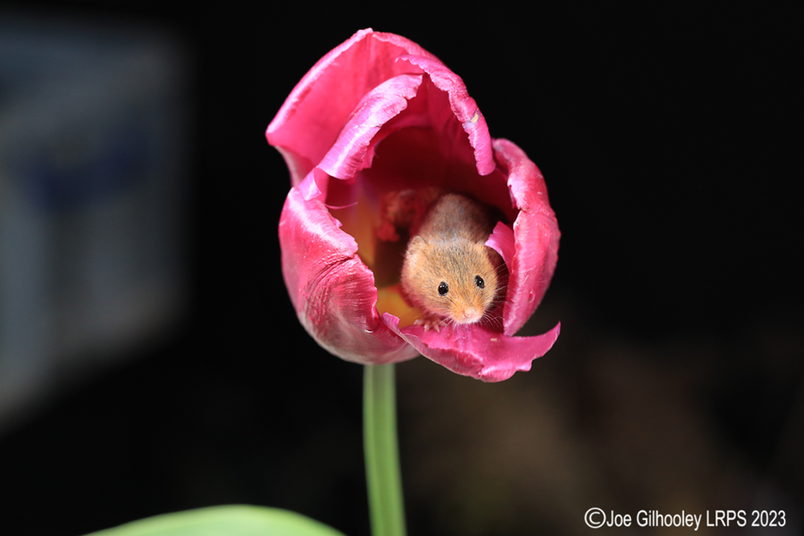 Harvest Mouse in a Tulip Harvest Mouse in a Tulip