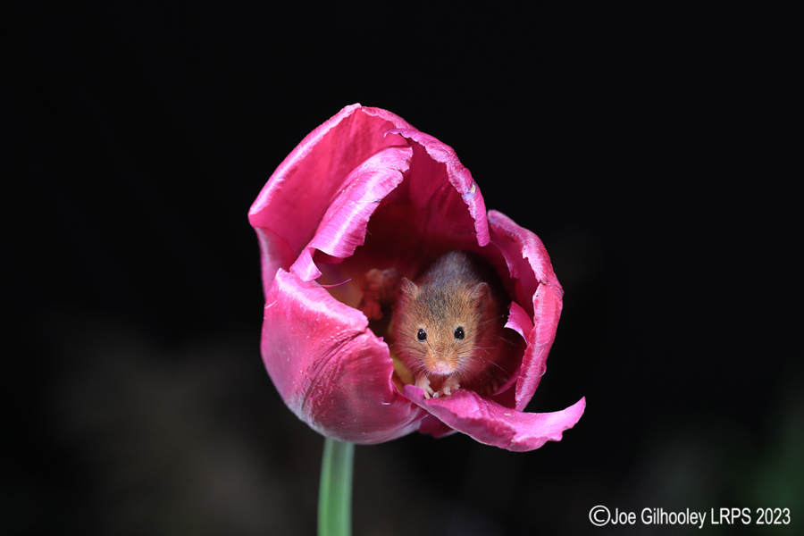 Harvest Mouse in a Tulip Harvest Mouse in a Tulip