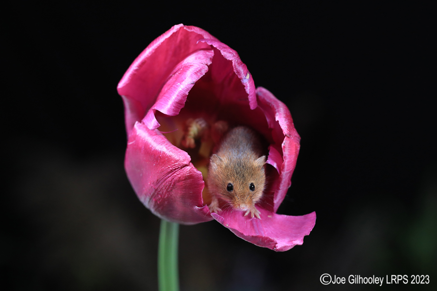 Harvest Mouse in a Tulip Harvest Mouse in a Tulip
