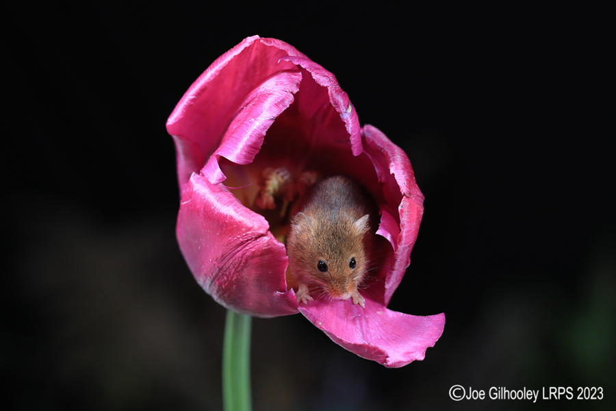 Harvest Mouse in a Tulip Harvest Mouse in a Tulip