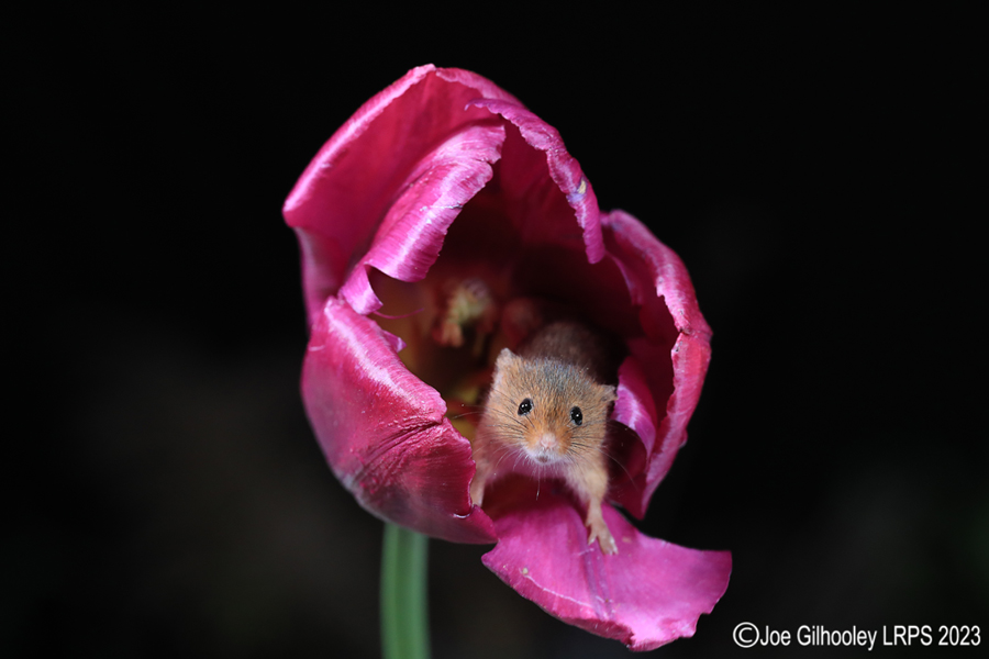 Harvest Mouse in a Tulip Harvest Mouse in a Tulip