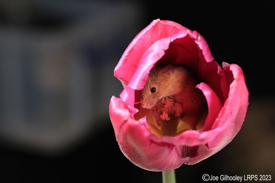 Harvest Mouse in a Tulip Harvest Mouse in a Tulip