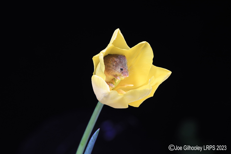 Harvest Mouse in a Tulip Harvest Mouse in a Tulip