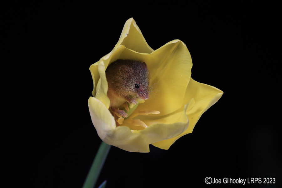 Harvest Mouse in a Tulip Harvest Mouse in a Tulip