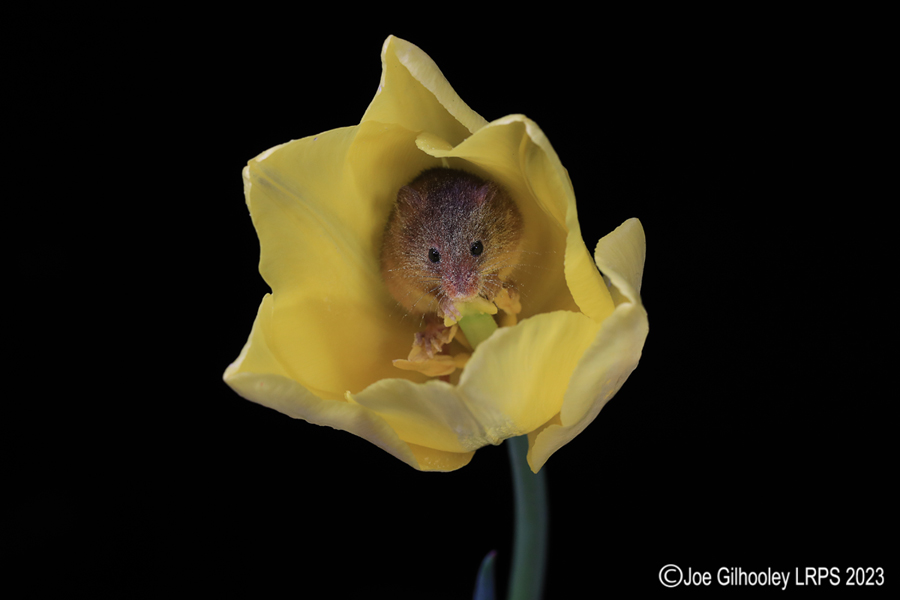 Harvest Mouse in a Tulip Harvest Mouse in a Tulip