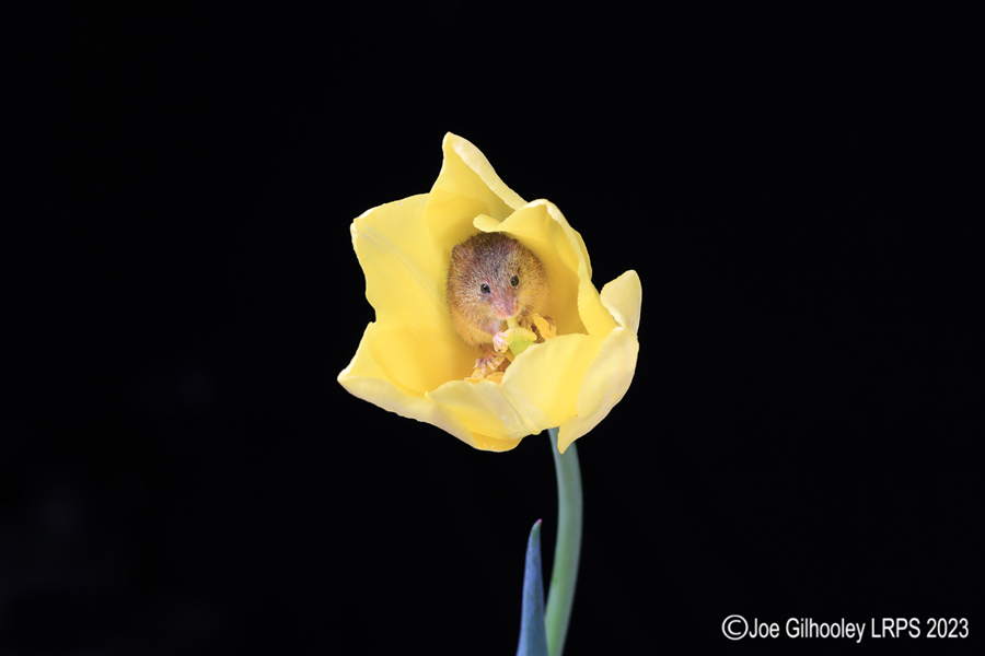 Harvest Mouse in a Tulip Harvest Mouse in a Tulip