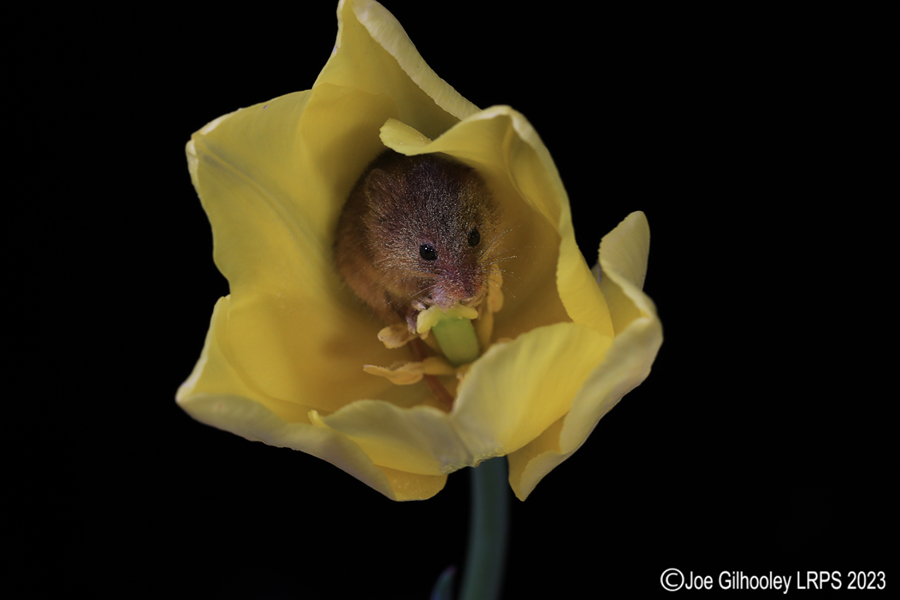 Harvest Mouse in a Tulip Harvest Mouse in a Tulip