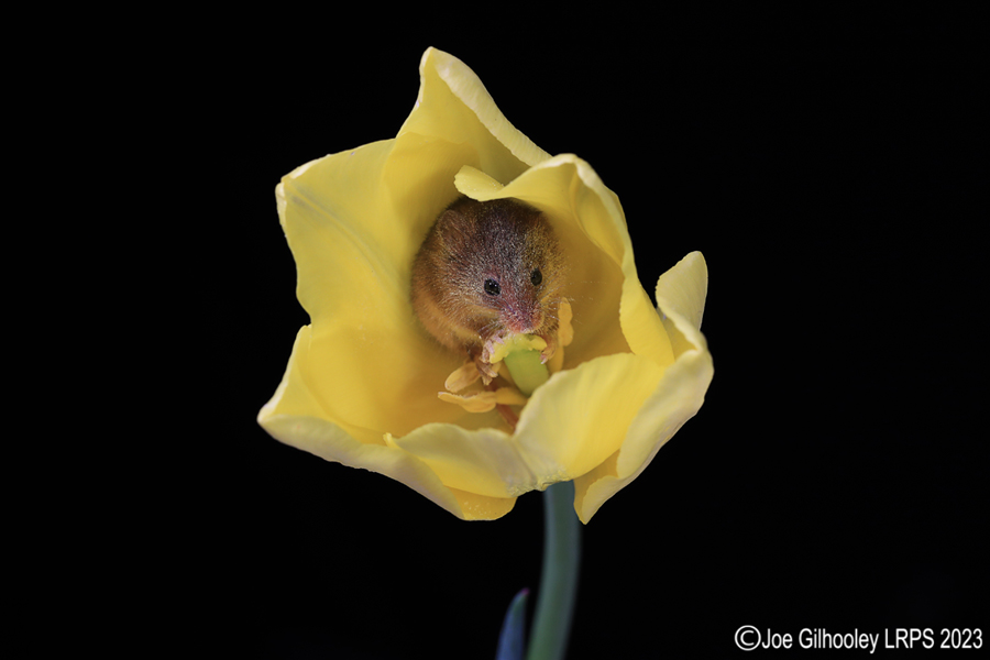 Harvest Mouse in a Tulip Harvest Mouse in a Tulip