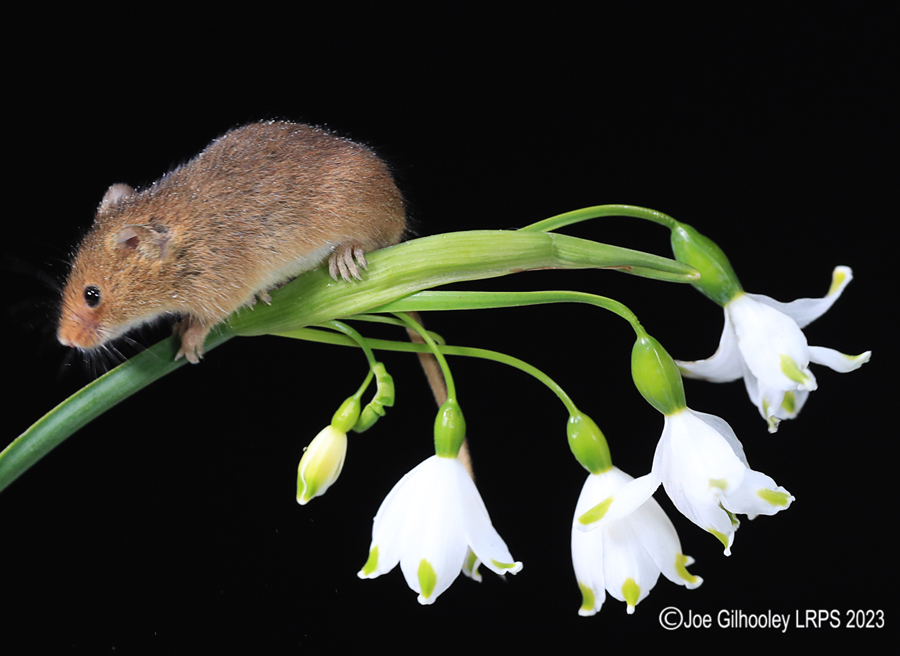 Harvest Mouse in a Flower Harvest Mouse in a Flower