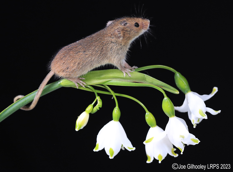 Harvest Mouse in a Flower Harvest Mouse in a Flower