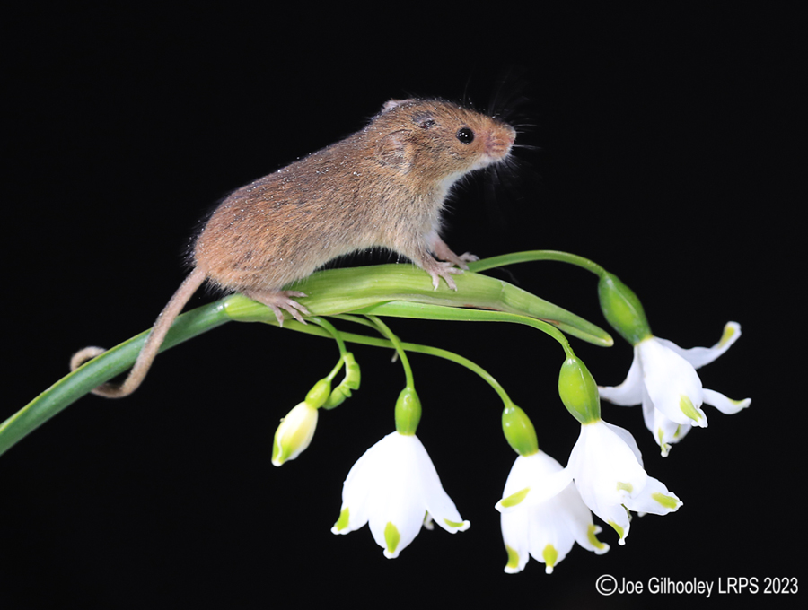 Harvest Mouse in a Flower Harvest Mouse in a Flower