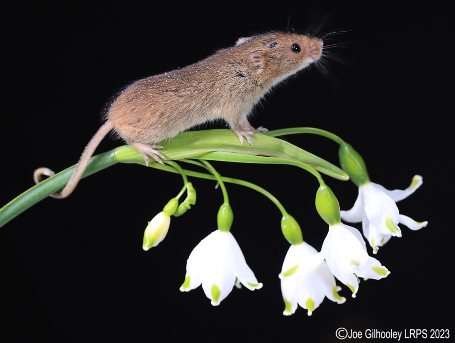Harvest Mouse in a Flower Harvest Mouse in a Flower