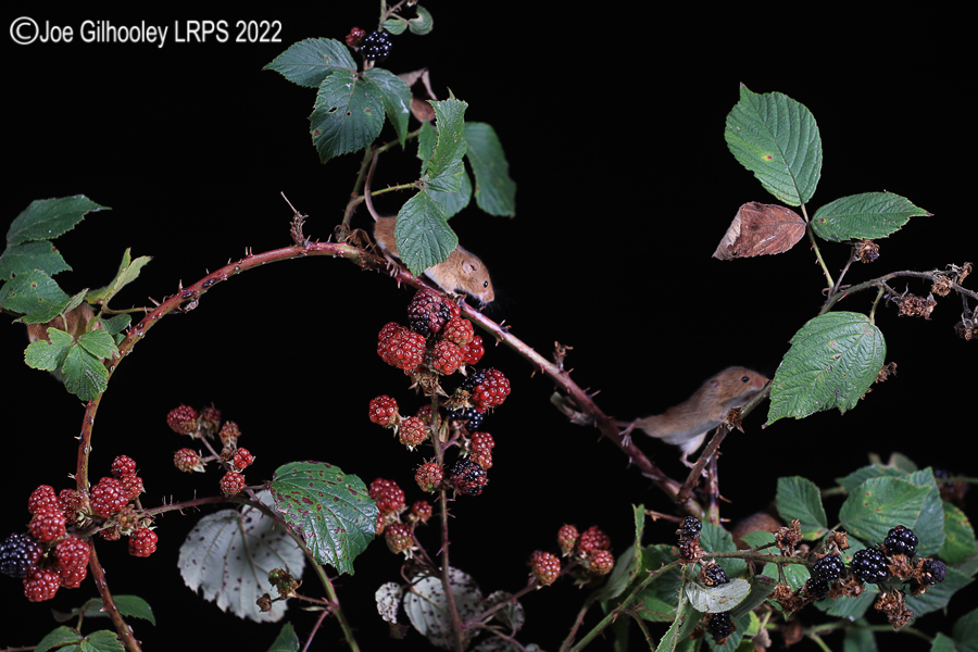 Harvest Mice