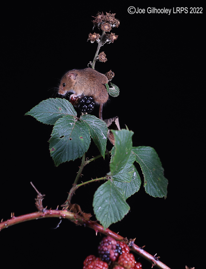 Harvest Mice