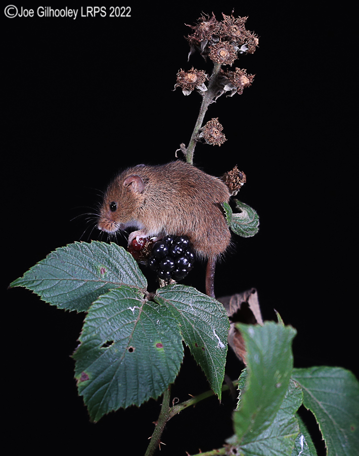 Harvest Mice