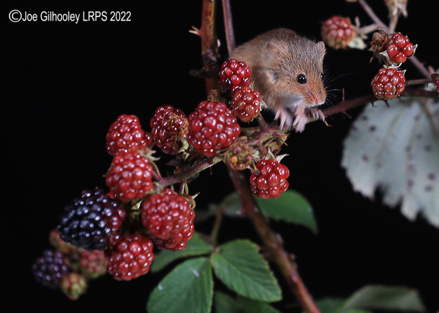 Harvest Mice