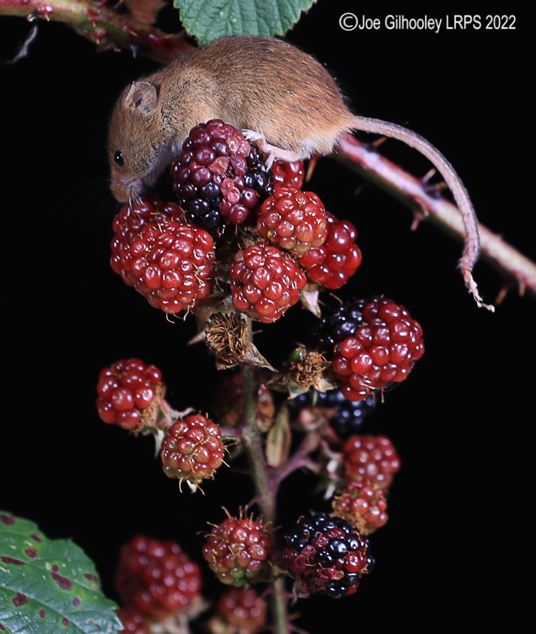 Harvest Mice