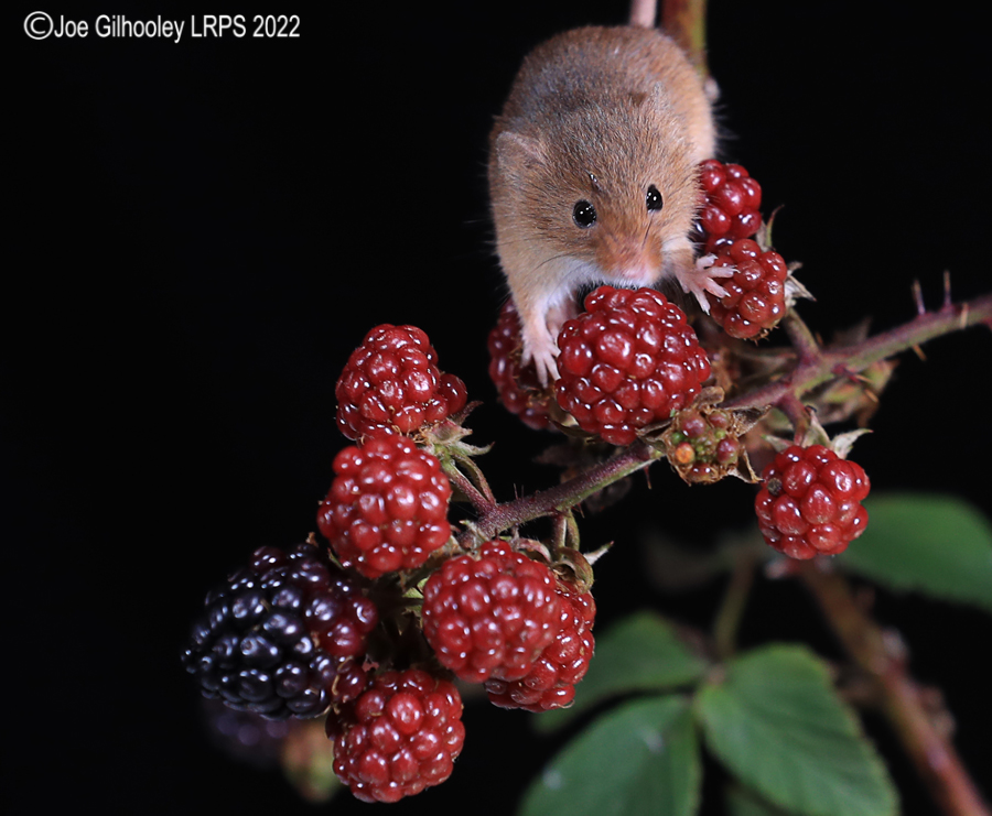 Harvest Mice