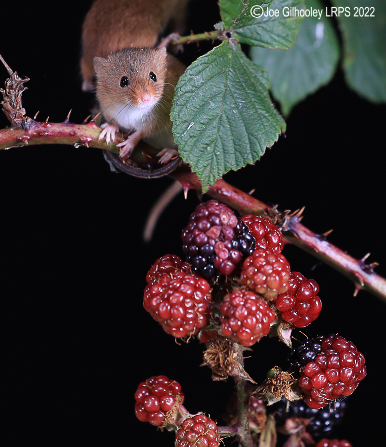 Harvest Mice