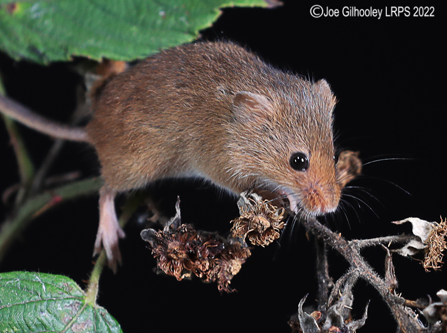 Harvest Mice