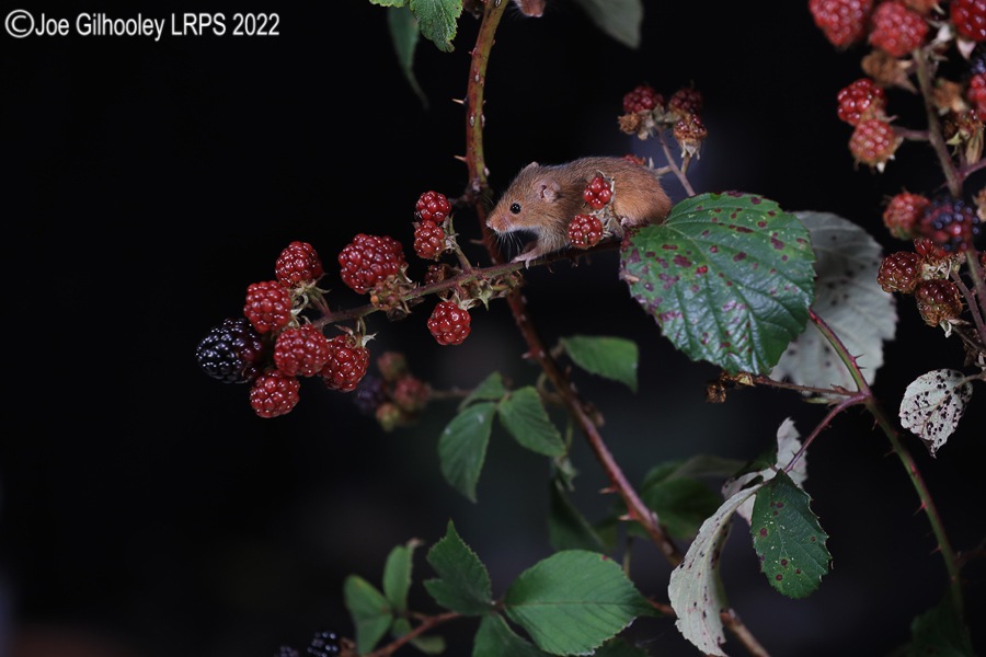 Harvest Mice