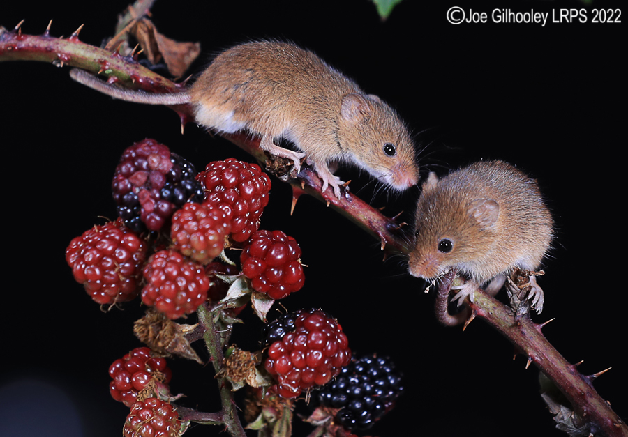 Harvest Mice
