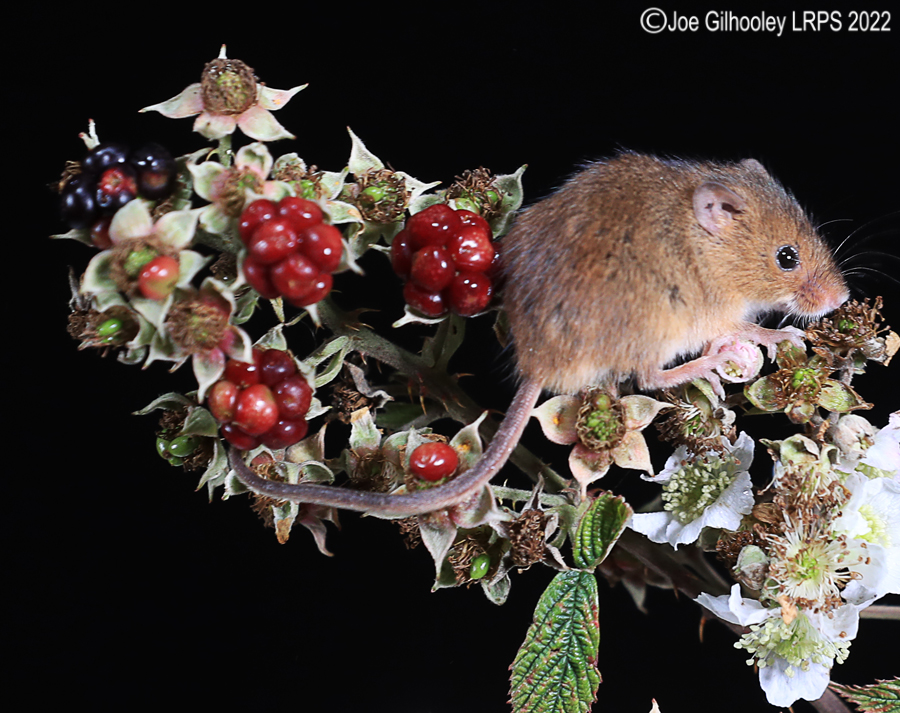 Harvest Mice
