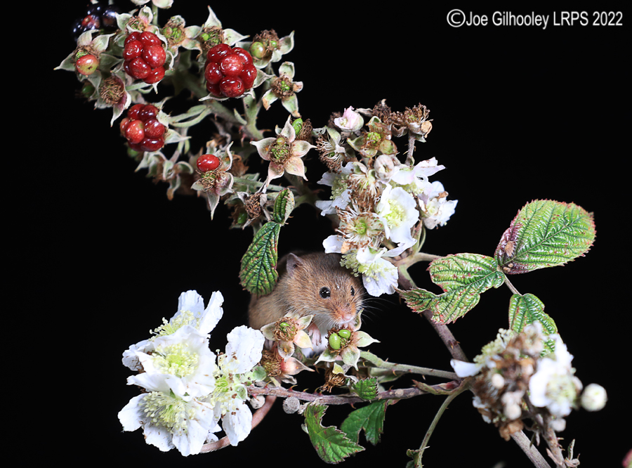 Harvest Mice