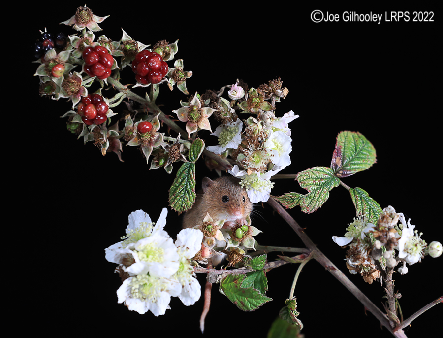 Harvest Mice