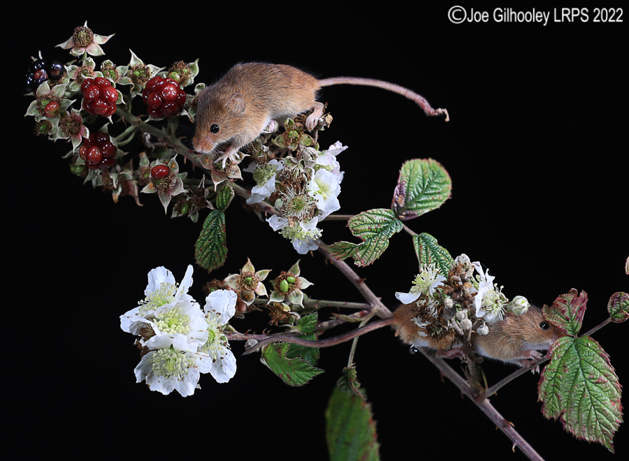 Harvest Mice