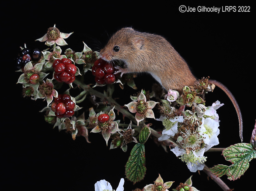 Harvest Mice
