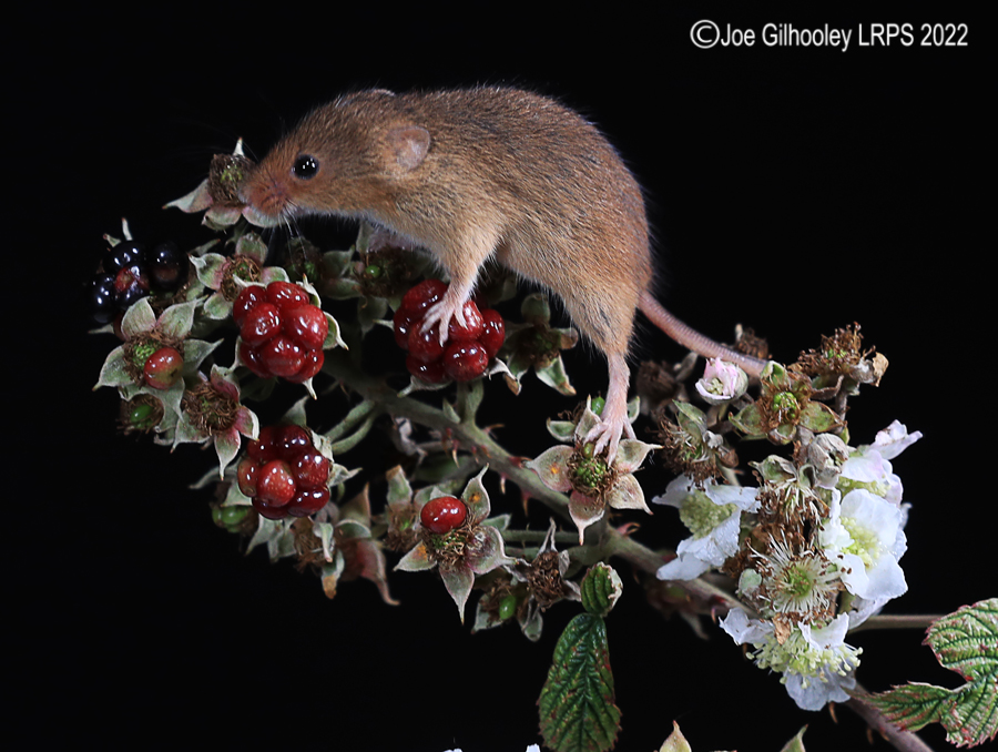 Harvest Mice