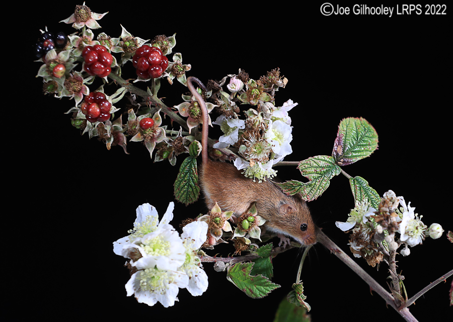 Harvest Mice