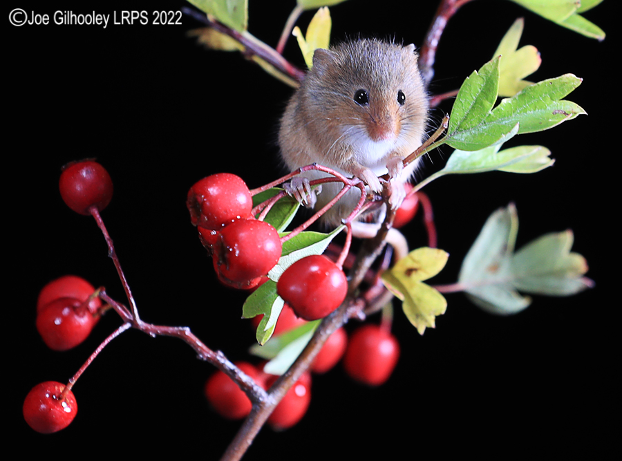 Harvest Mice