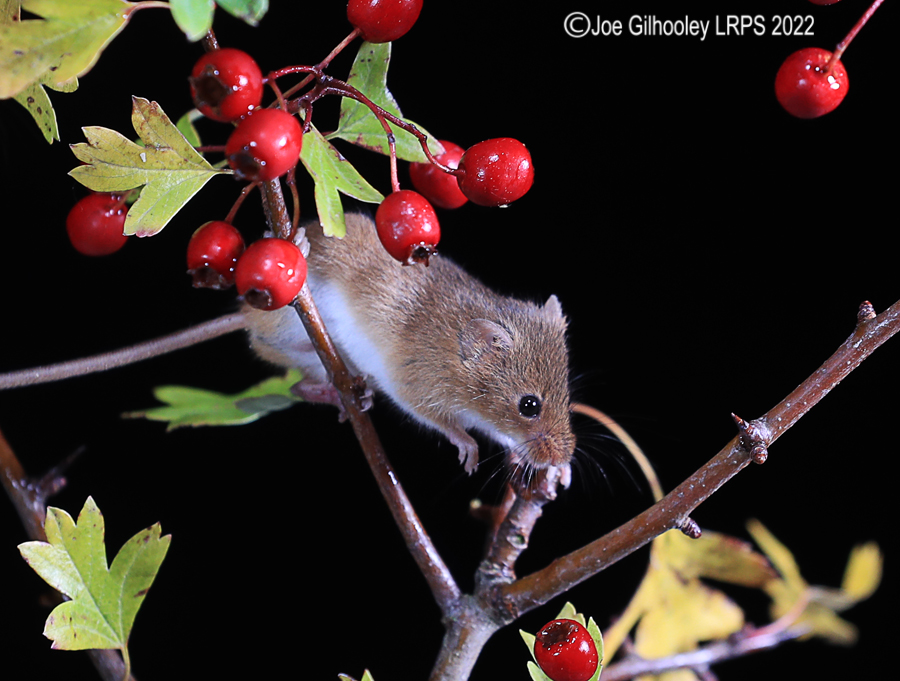 Harvest Mice