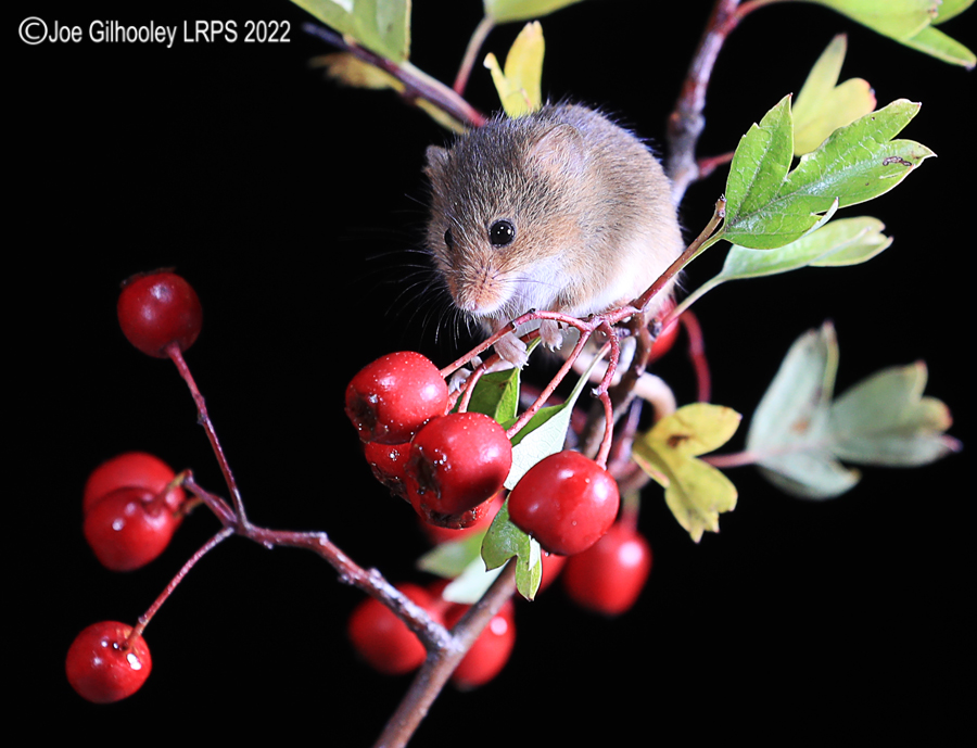 Harvest Mice